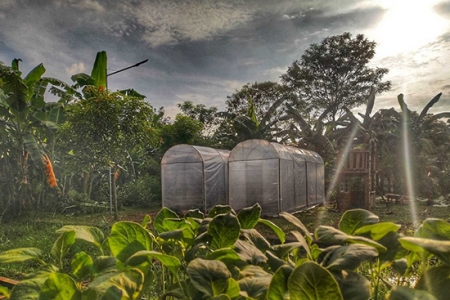To address hunger, Carmelite parish introduces urban farming