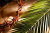 Celebrating At Home - Palm Sunday